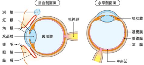 各種眼睛|【護眼百科】 眼的構造及功能－眼的構造精巧 功能獨特